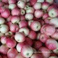 2016 New Crop Fresh Red Gala Apple